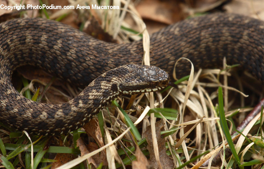 Reptile, Snake