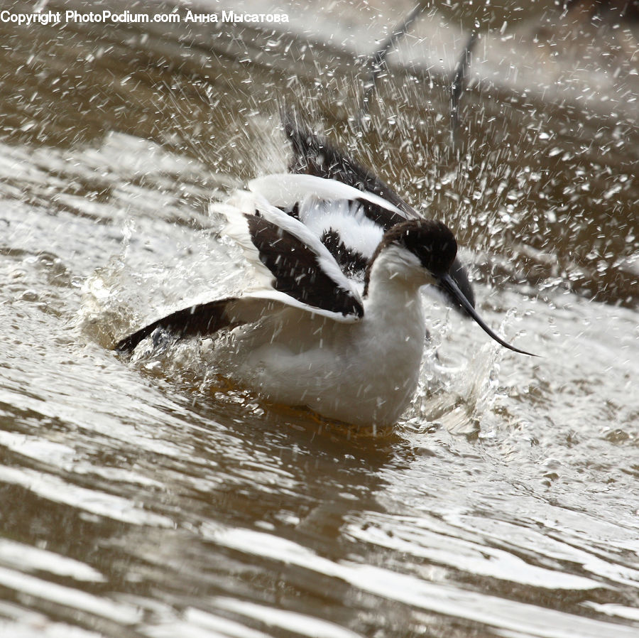 Bird, Penguin, Booby, Beak, Goose, Waterfowl