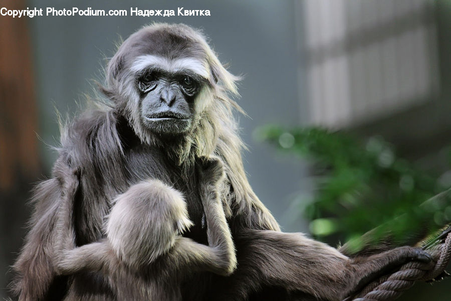 Animal, Mammal, Monkey, Ape, Face, Selfie