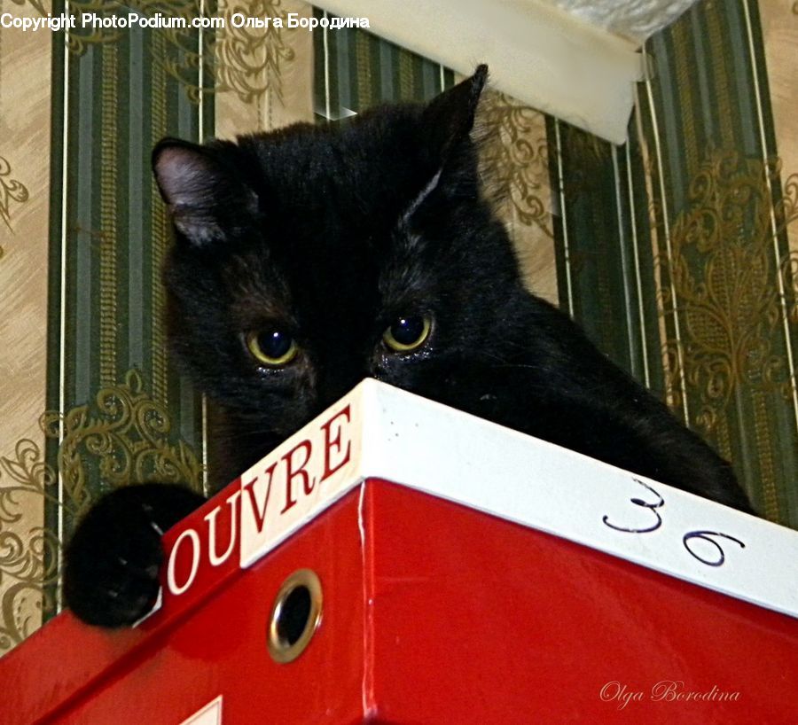 Box, Cardboard, Animal, Cat, Mammal, Manx, Pet