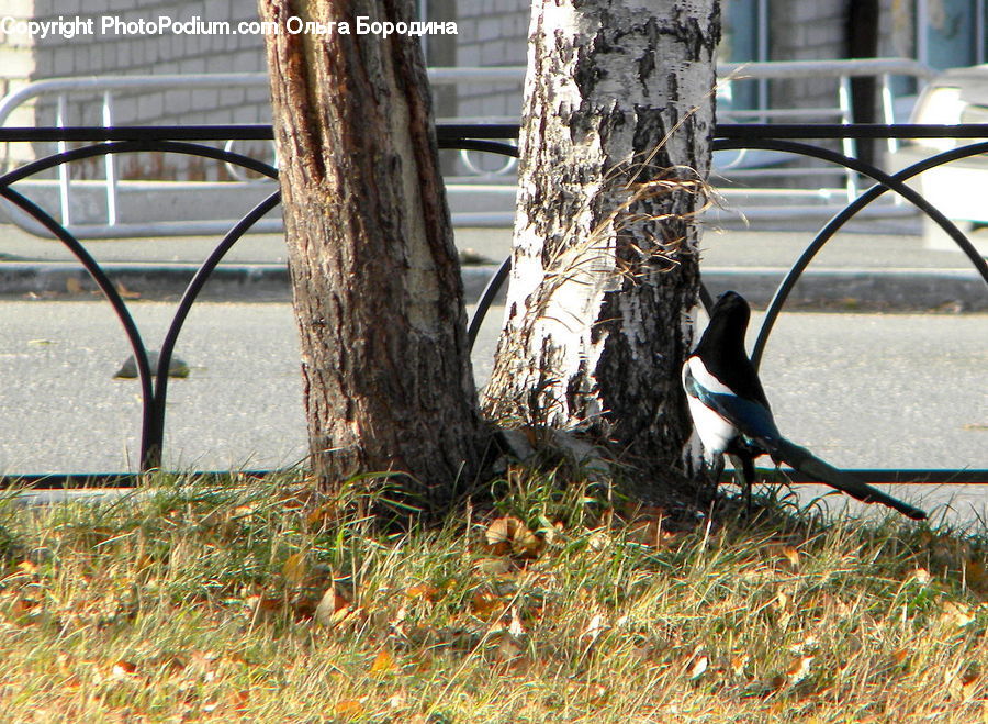 Bird, Magpie, Park Bench, Brick, Chair, Furniture, Plant