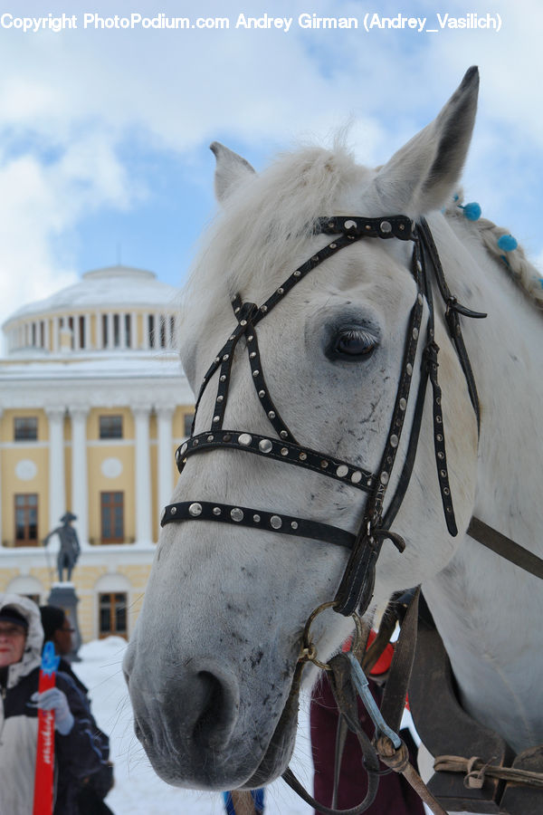 People, Person, Human, Animal, Horse, Mammal, Equestrian