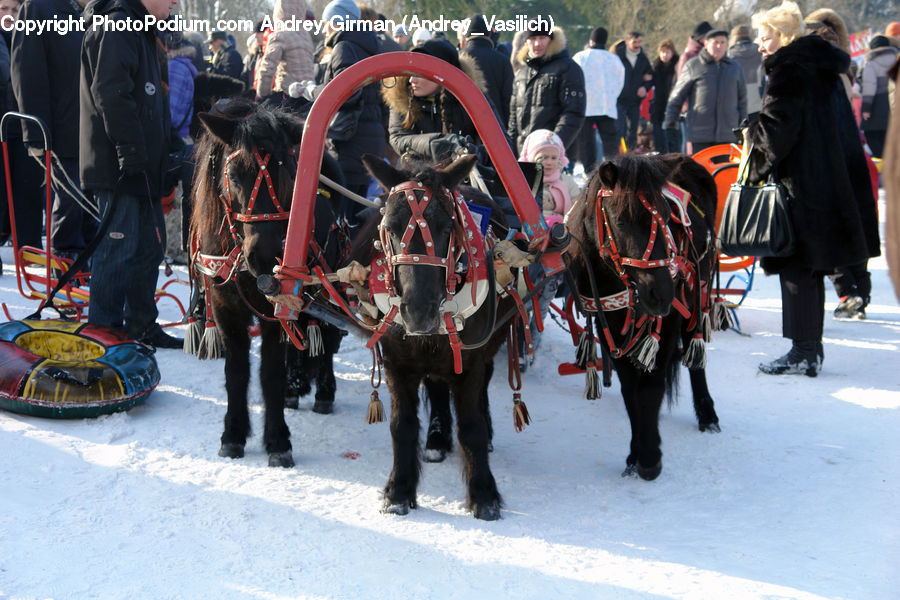 Human, People, Person, Buggy, Carriage, Horse Cart, Wagon