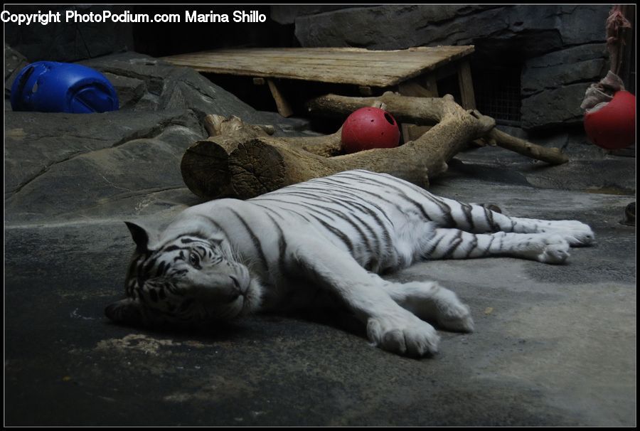 Asleep, Animal, Mammal, Tiger, Bowl, Conifer, Plant