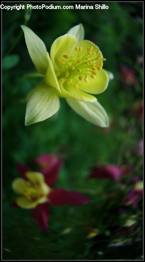 Plant, Blossom, Flora, Flower, Geranium, Gladiolus, Aquilegia