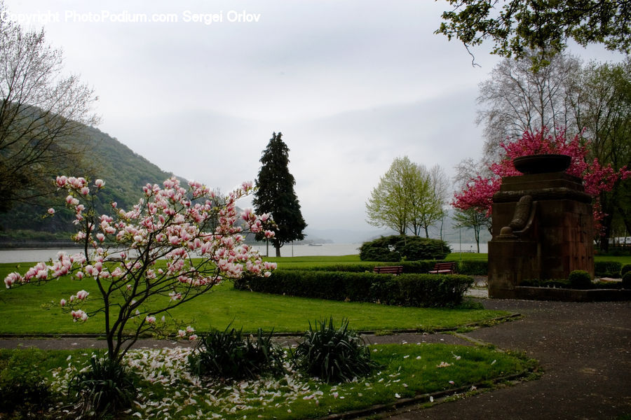 Plant, Potted Plant, Park, Conifer, Fir, Tree, Blossom