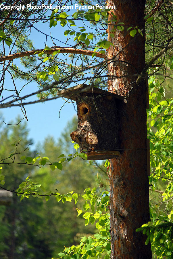 Plant, Vine, Oak, Sycamore, Tree, Tree Trunk, Wood