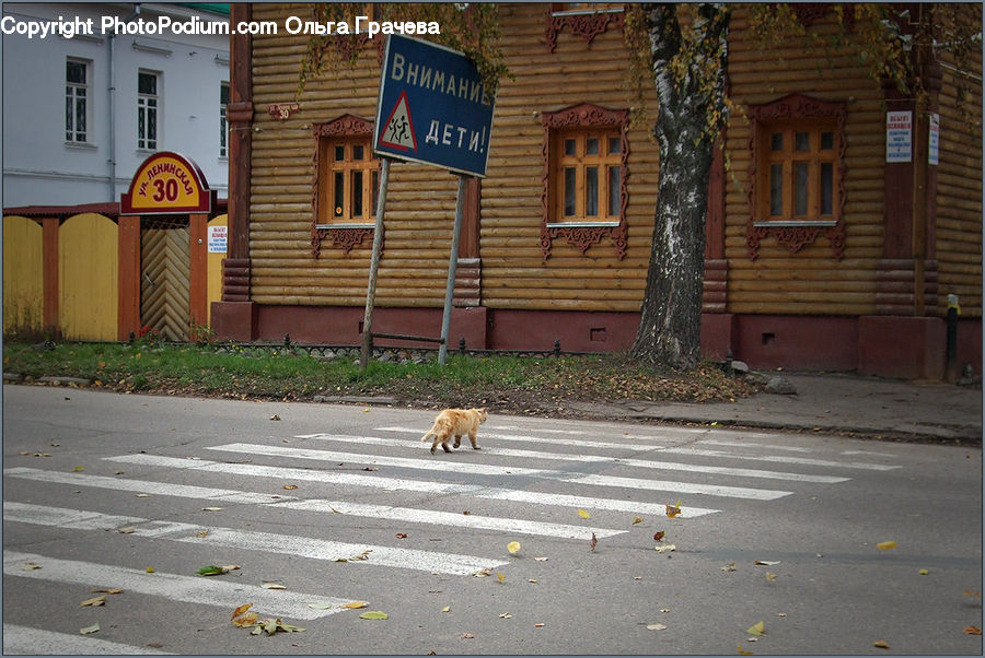 Brick, Asphalt, Road, Zebra Crossing, Ivy, Plant, Vine