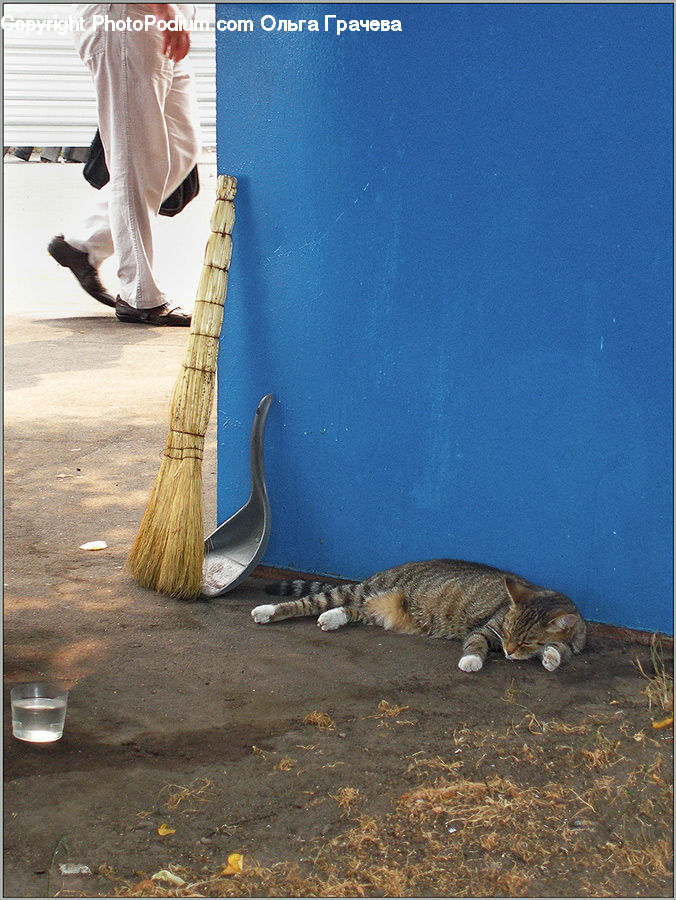 People, Person, Human, Animal, Cat, Mammal, Manx