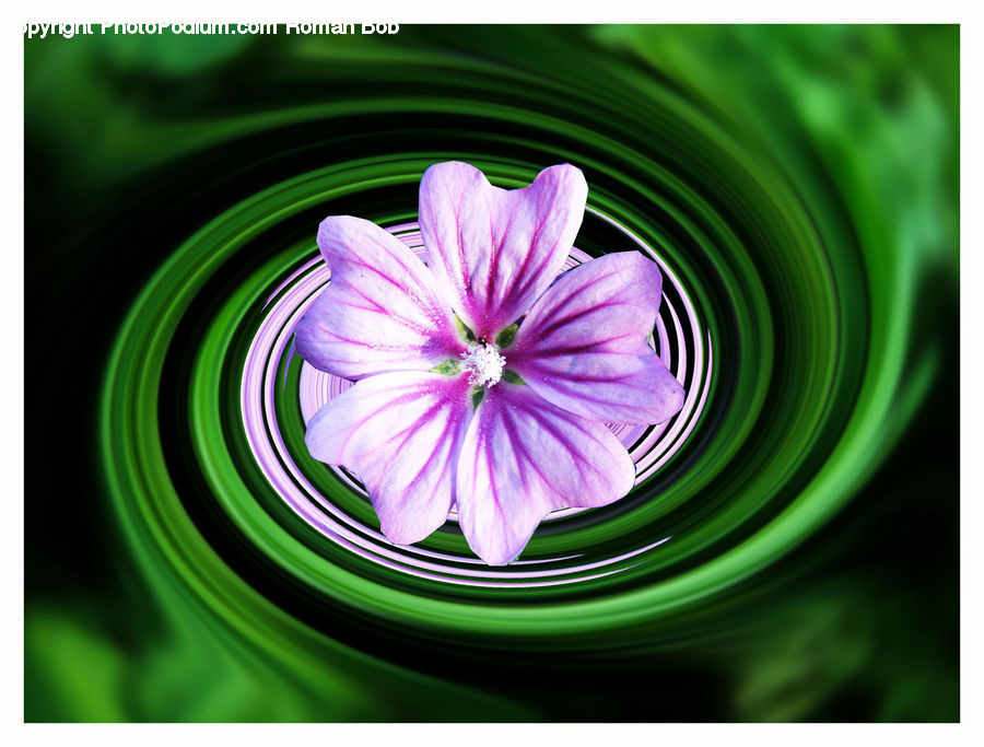 Plant, Blossom, Flora, Flower