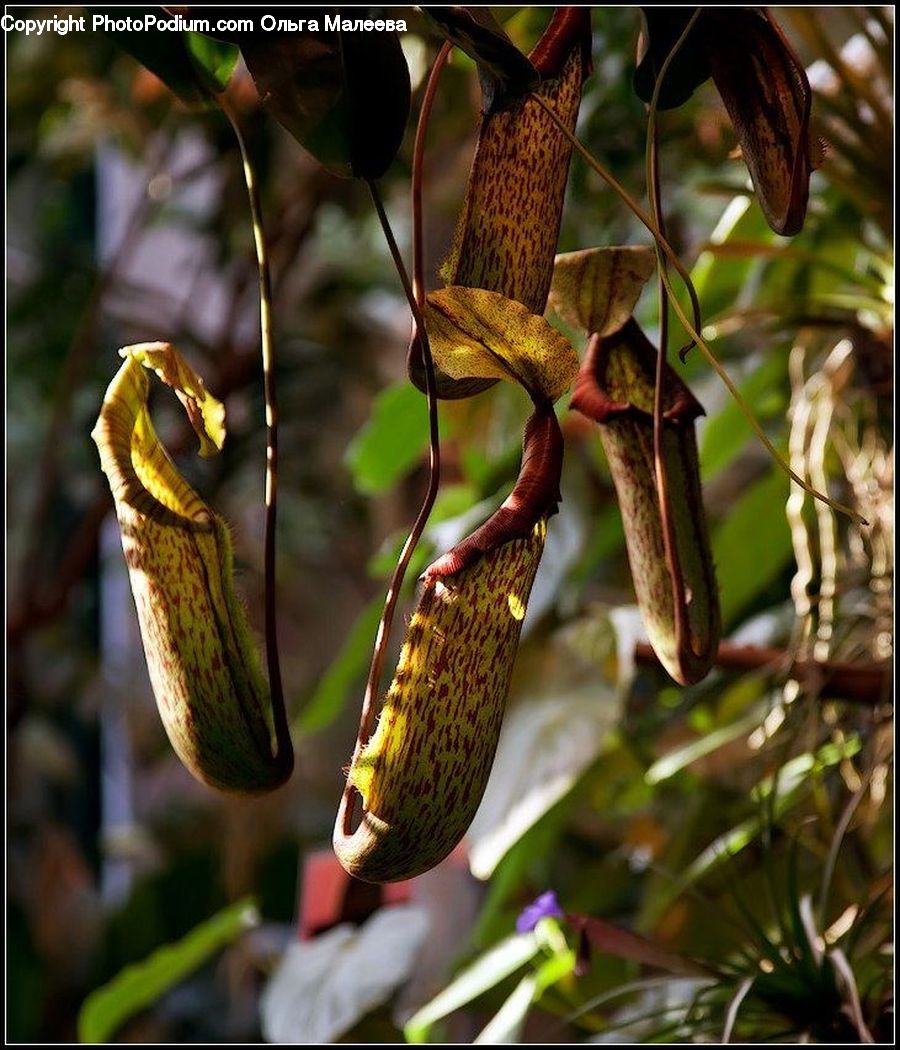 Flora, Pollen, Cricket Insect, Grasshopper, Insect, Invertebrate, Plant