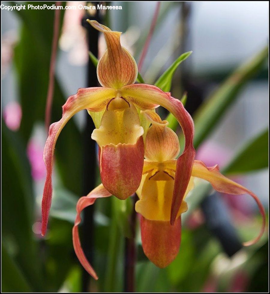Aquilegia, Blossom, Flora, Flower, Plant, Gladiolus, Petal