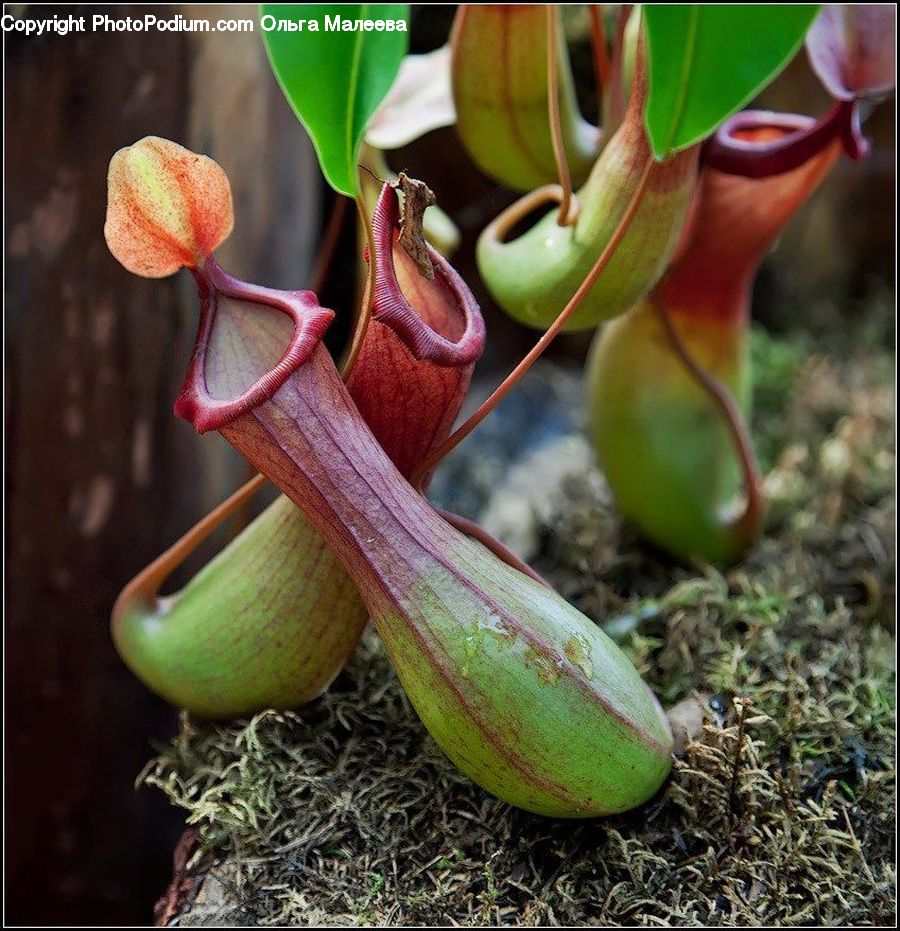 Blossom, Flora, Flower, Orchid, Plant, Produce, Vegetable
