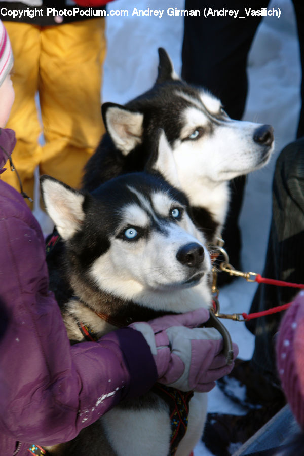 Animal, Canine, Dog, Husky, Mammal, Pet, German Shepherd