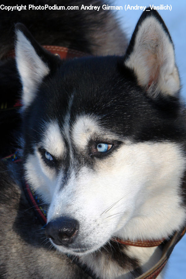 Animal, Canine, Dog, Husky, Mammal, Pet