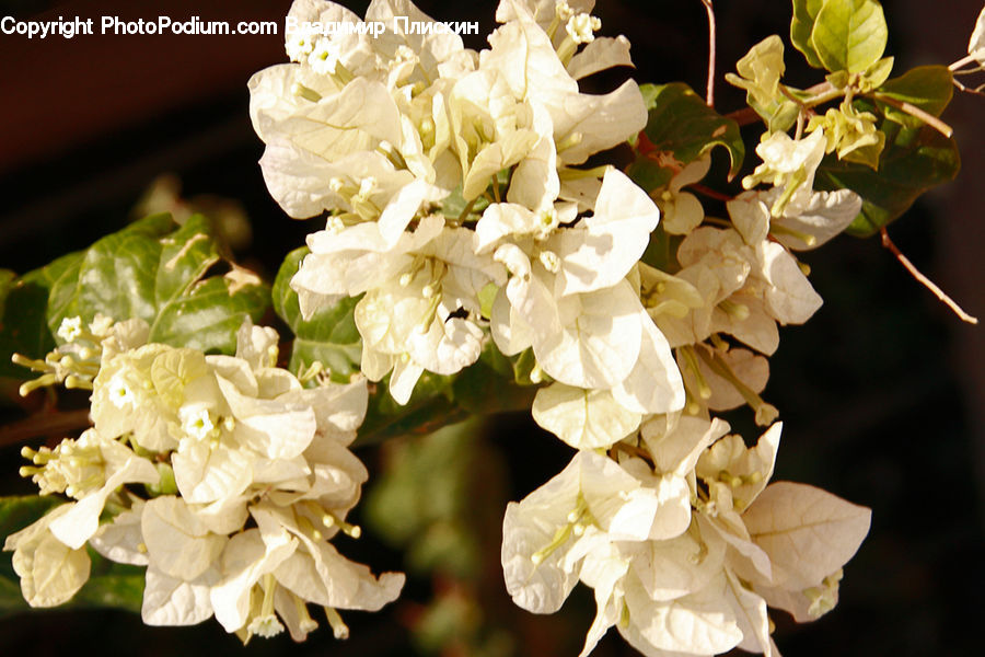 Blossom, Flora, Flower, Plant, Gladiolus, Flower Arrangement, Flower Bouquet