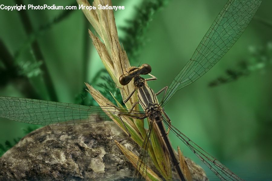 Anisoptera, Dragonfly, Insect, Invertebrate