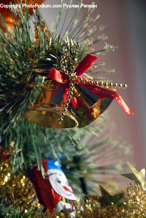 Conifer, Fir, Plant, Tree, Gift, Pine, Spruce