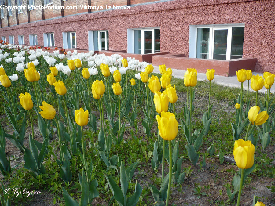 Blossom, Flora, Flower, Plant, Tulip, Daffodil, Crocus