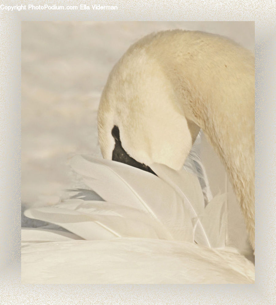 Bird, Swan, Waterfowl, Goose