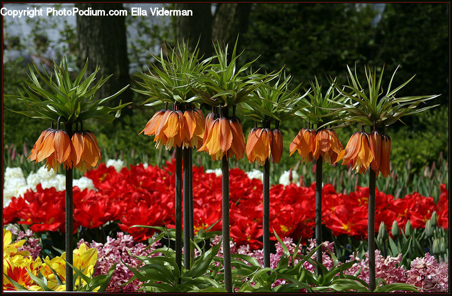 Blossom, Flora, Flower, Plant, Tulip, Amaryllis, Collage