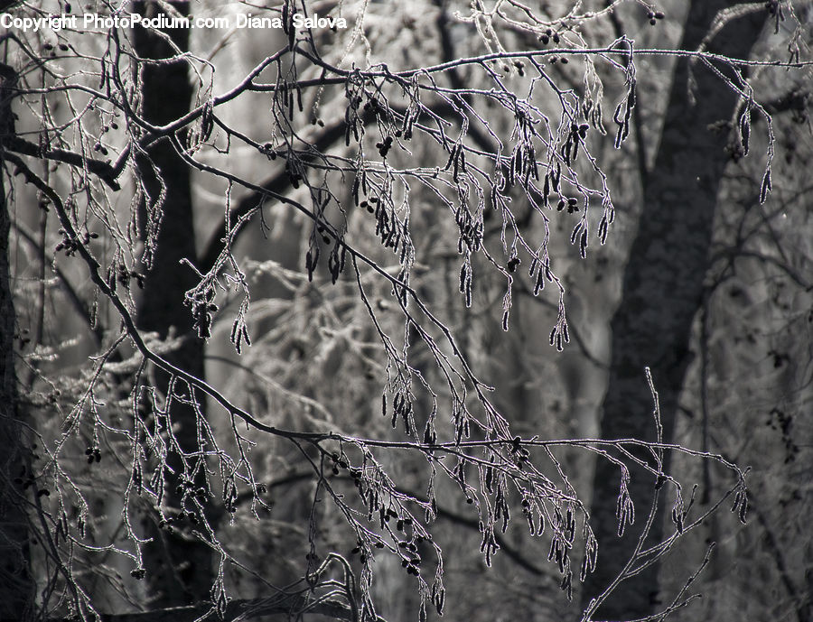 Frost, Ice, Outdoors, Snow, Conifer, Fir, Plant