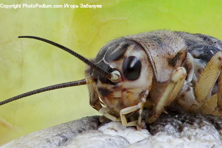 Cricket Insect, Grasshopper, Insect, Invertebrate, Cockroach