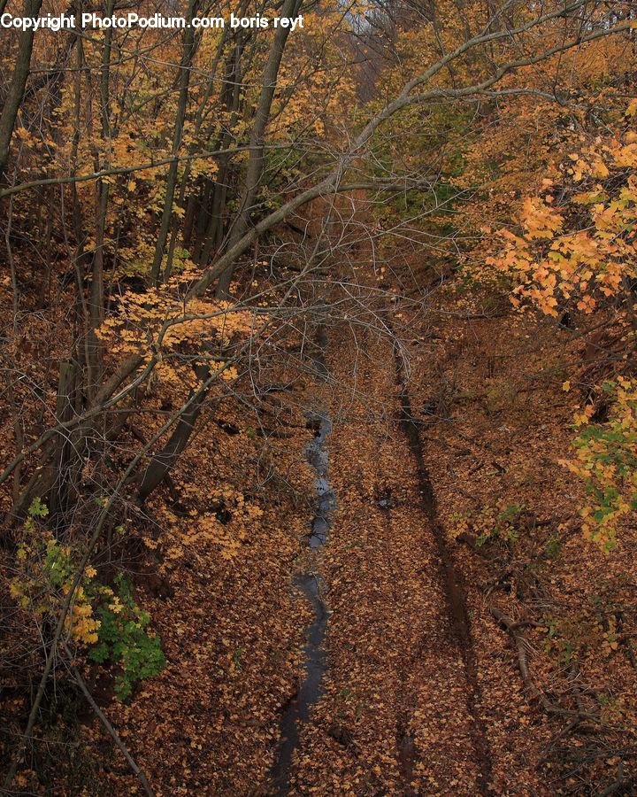 Dirt Road, Gravel, Road, Soil, Boardwalk, Deck, Path