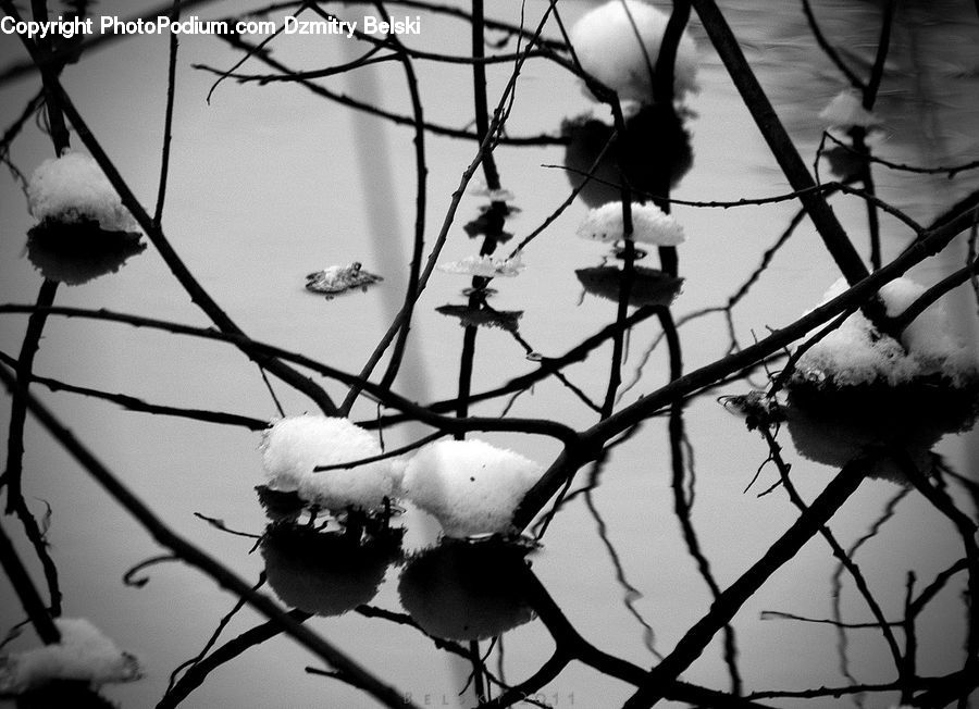 Blossom, Flora, Flower, Plant, Wire, Silhouette, Tree