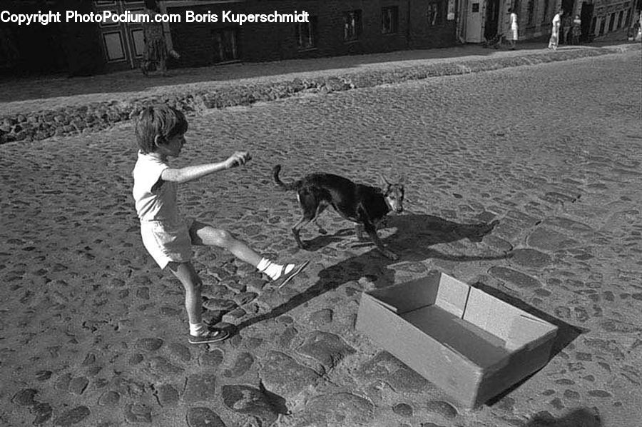 Outdoors, Sand, Soil, Bench, Animal, Canine, Collie