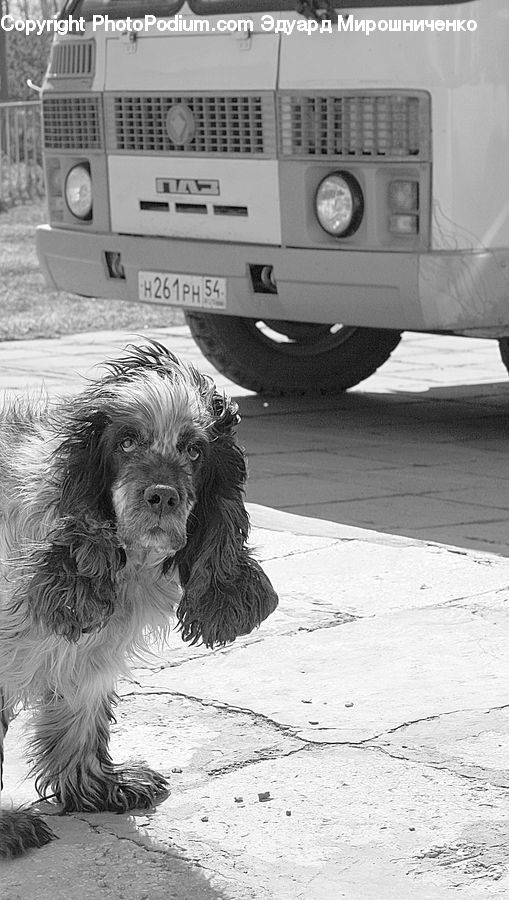 Animal, Canine, Cocker Spaniel, Dog, Mammal, Pet, Spaniel