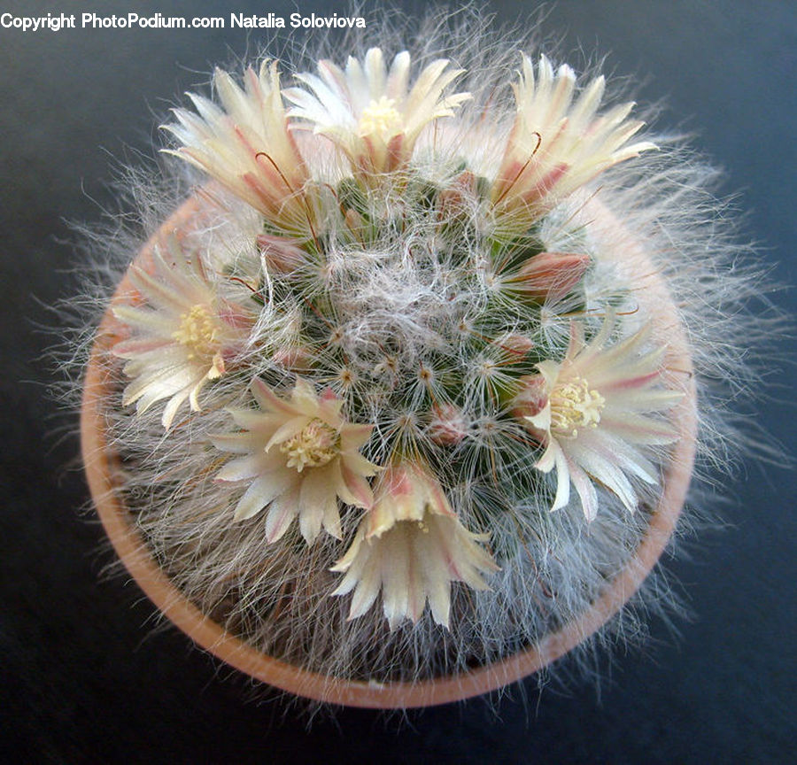 Dandelion, Flower, Plant, Cactus, Food, Noodle, Pasta