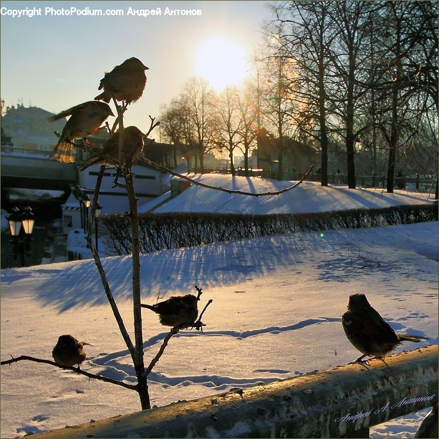 Bird, Blackbird, Crow, Kite Bird, Quail, Leisure Activities, Landscape
