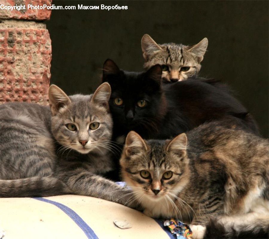 Animal, Cat, Kitten, Mammal, Pet, Abyssinian, Manx