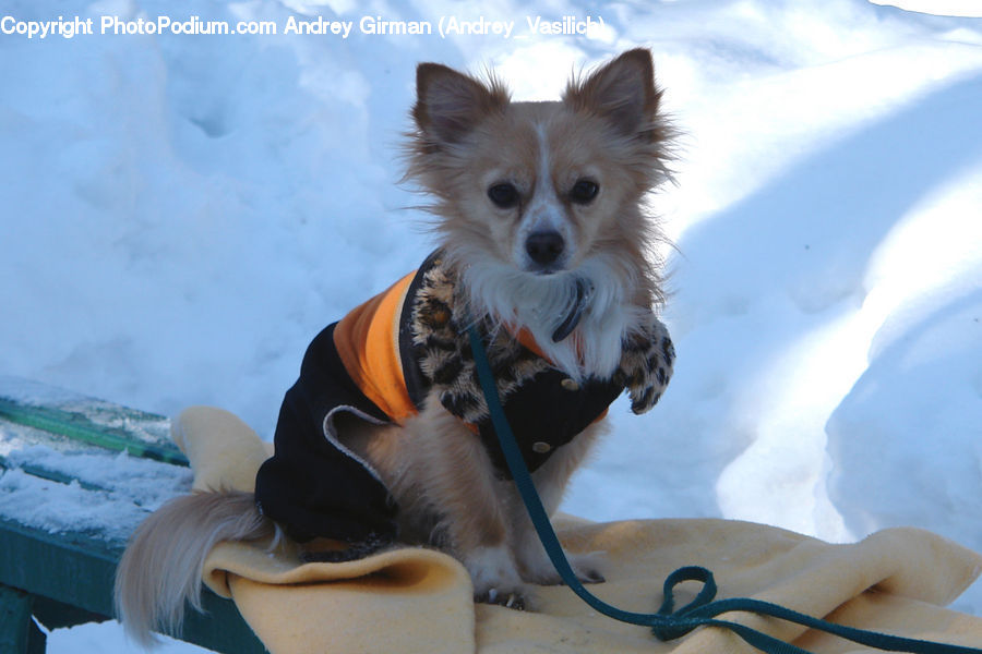 Animal, Canine, Dog, Mammal, Papillon, Pet, Spaniel