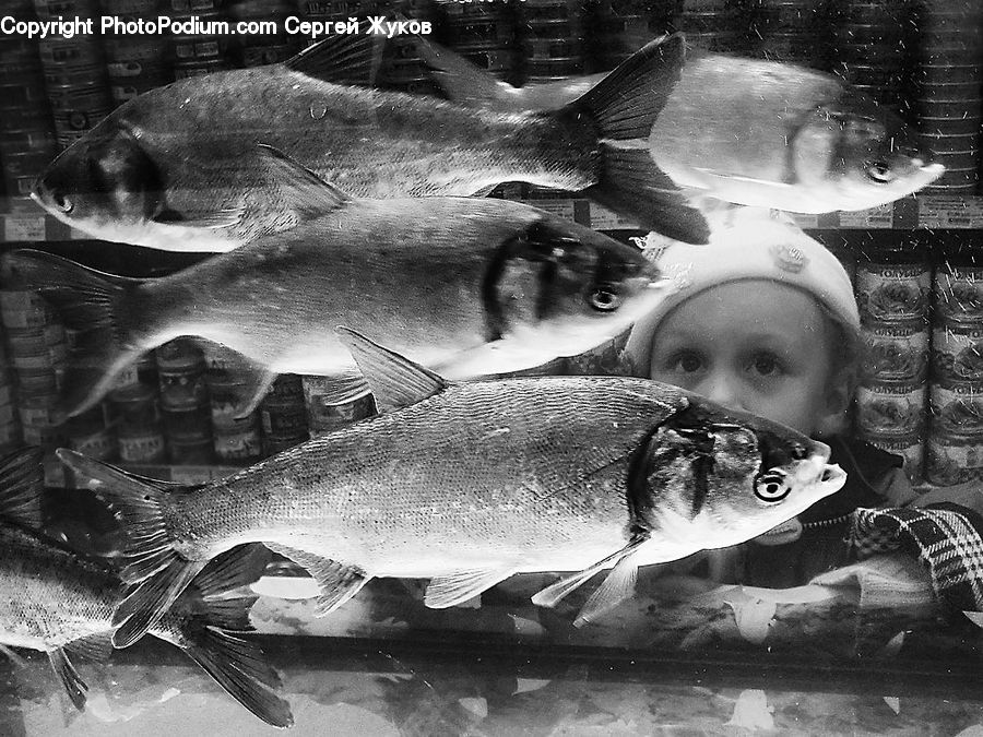 People, Person, Human, Cod, Fish, Sea Life, Food