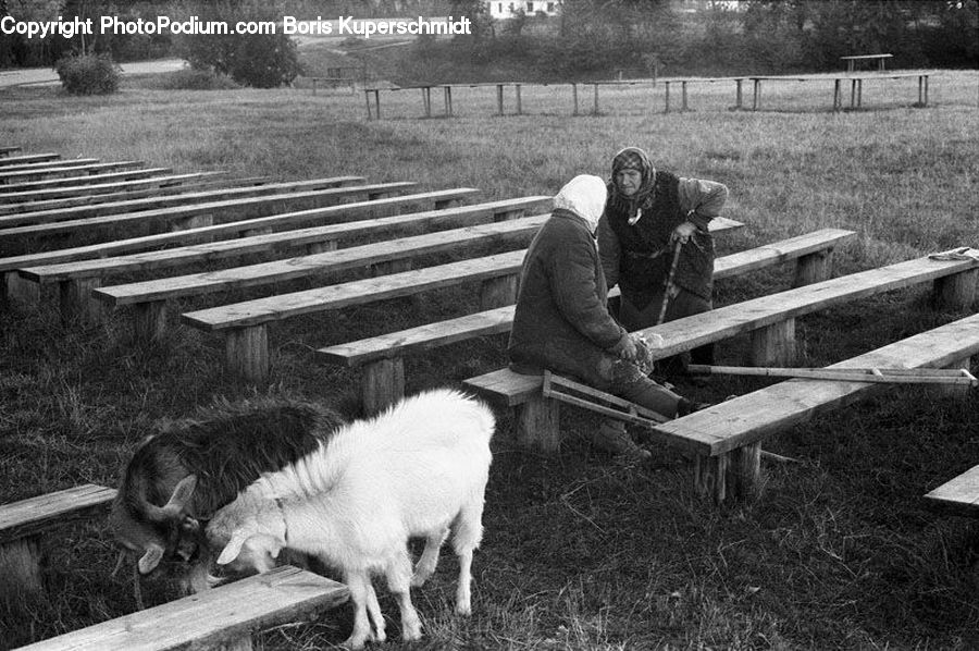 People, Person, Human, Bench, Countryside, Farm, Field