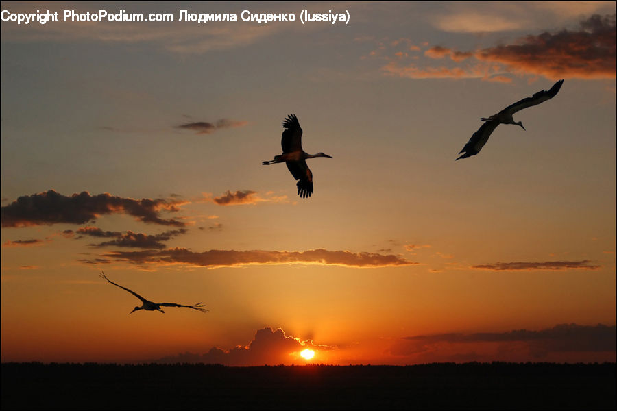 Bird, Crane Bird, Heron, Albatross, Seagull, Kite Bird, Pelican
