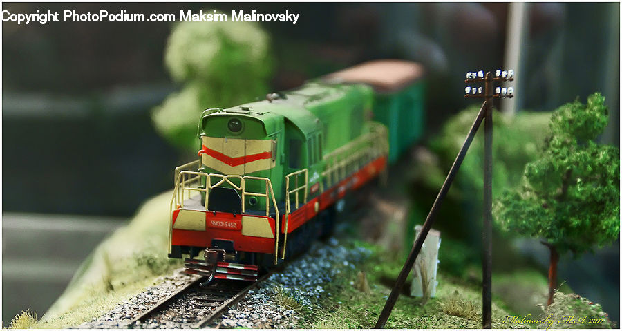 Train, Vehicle, Algae, Moss, Plant, Conifer, Fir
