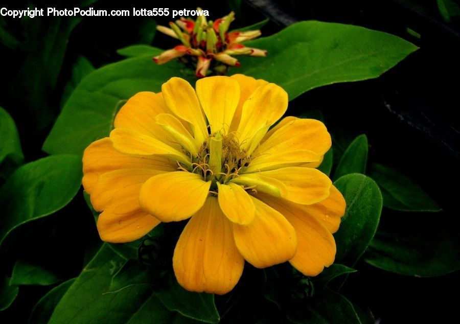 Plant, Potted Plant, Carrot, Root, Vegetable, Flora, Flower