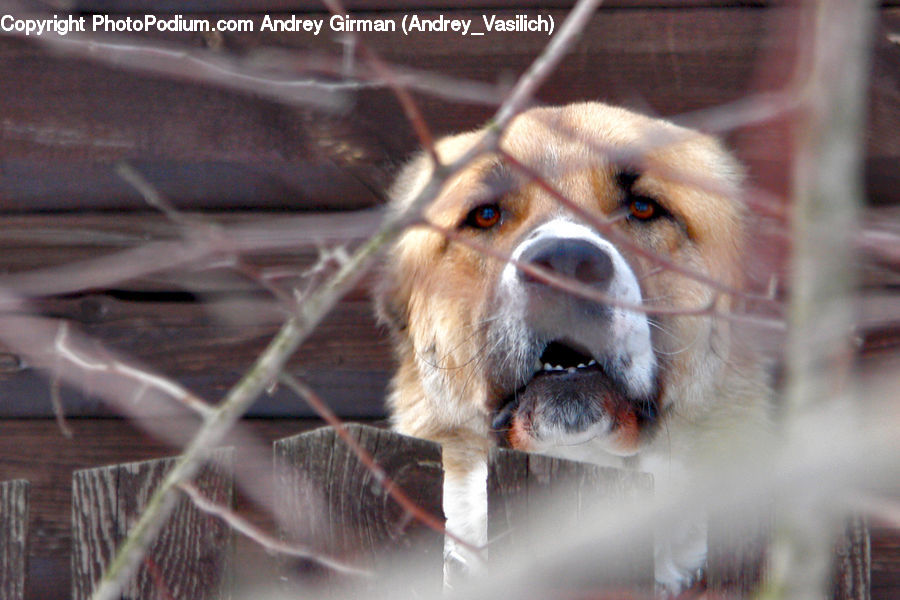 Art, Knitting, Animal, Canine, Dog, Golden Retriever, Mammal