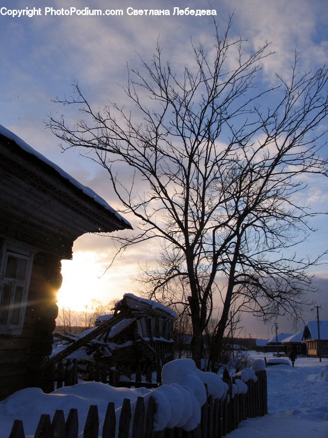 Ice, Outdoors, Snow, Plant, Potted Plant, Tree, Landscape