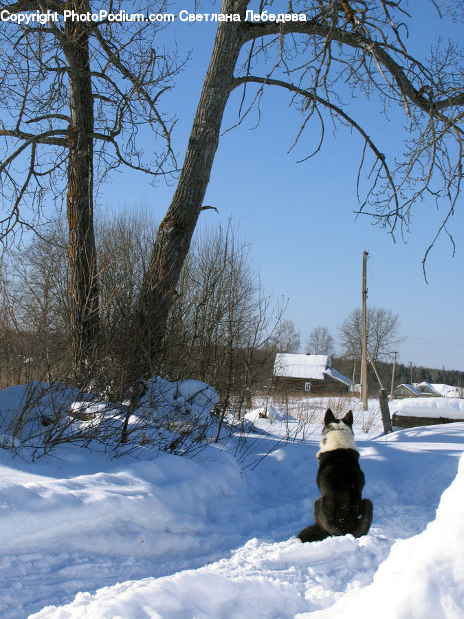 Ice, Outdoors, Snow, Animal, Canine, Dog, Husky