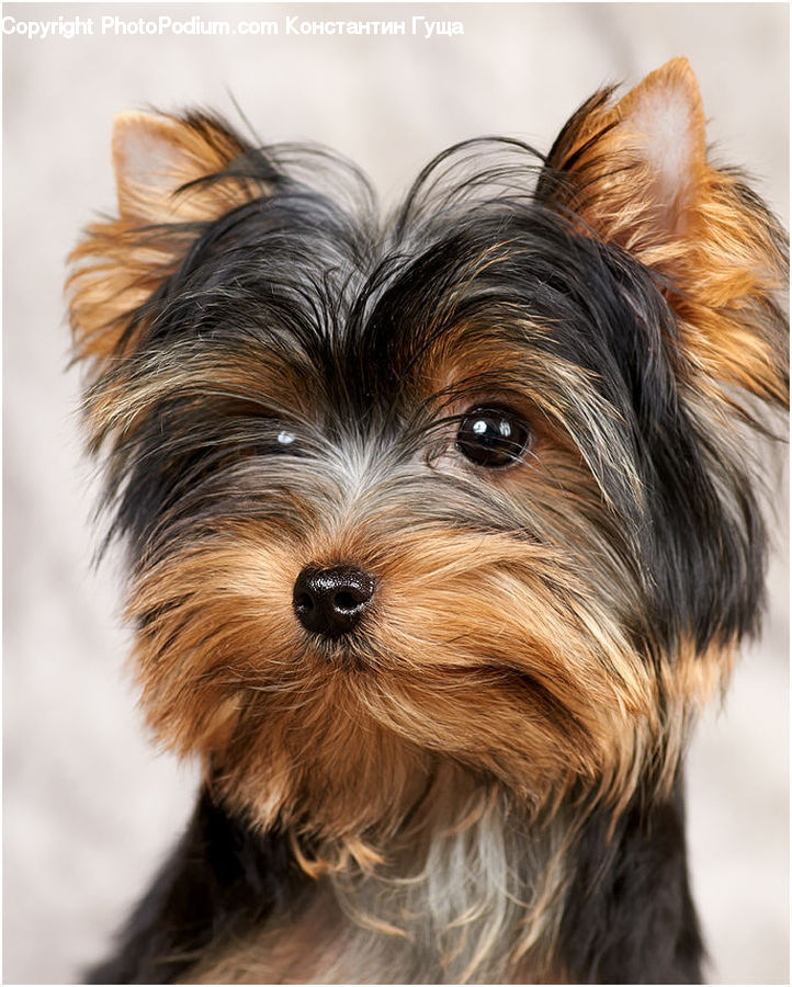 Animal, Canine, Dog, Mammal, Pet, Terrier