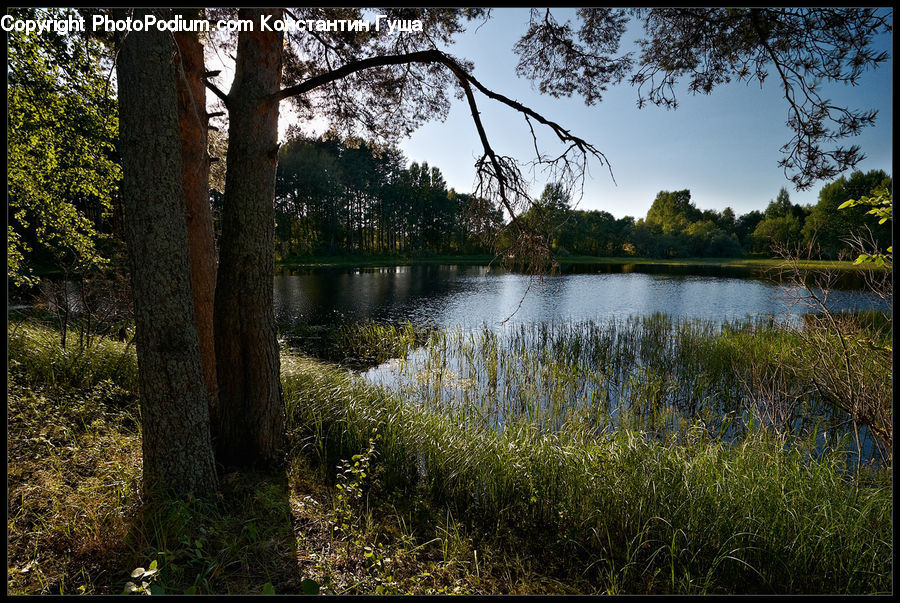 Field, Grass, Grassland, Plant, Outdoors, Pond, Water