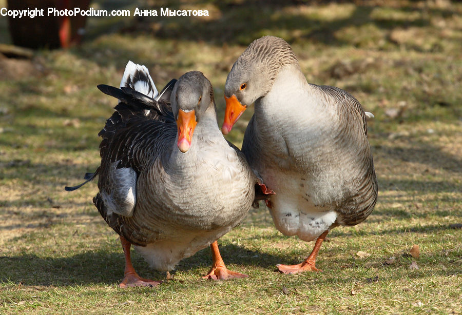 Bird, Goose, Waterfowl, Puffin, Duck, Teal