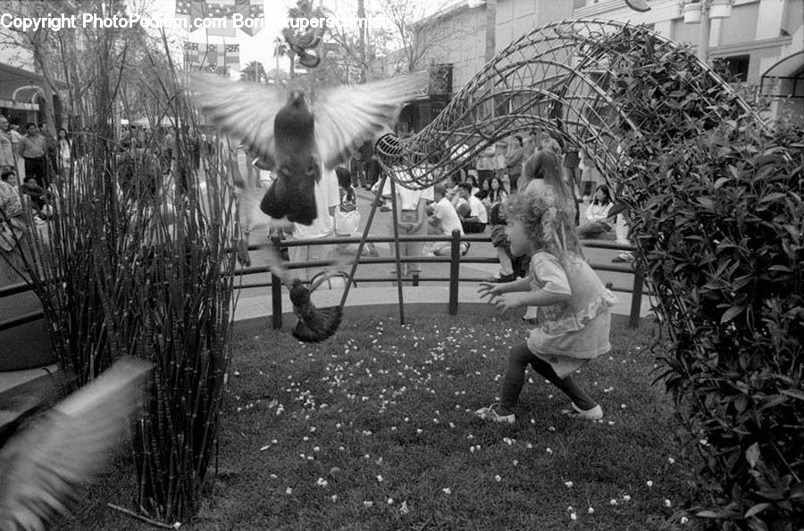 People, Person, Human, Bird, Pigeon, Backyard, Yard