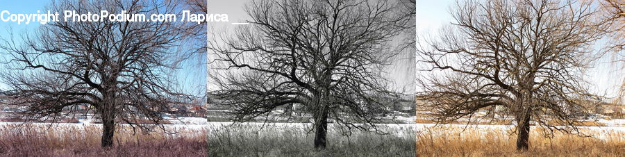 Plant, Tree, Oak, Wood, Birch, Countryside, Outdoors