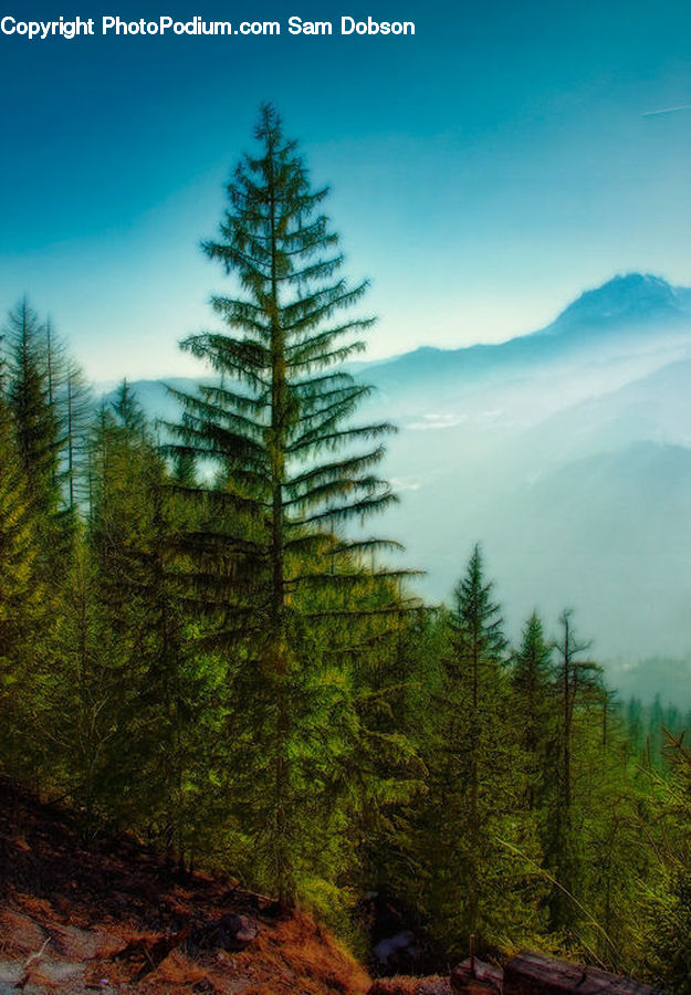 Conifer, Fir, Plant, Tree, Spruce, Wood, Pine