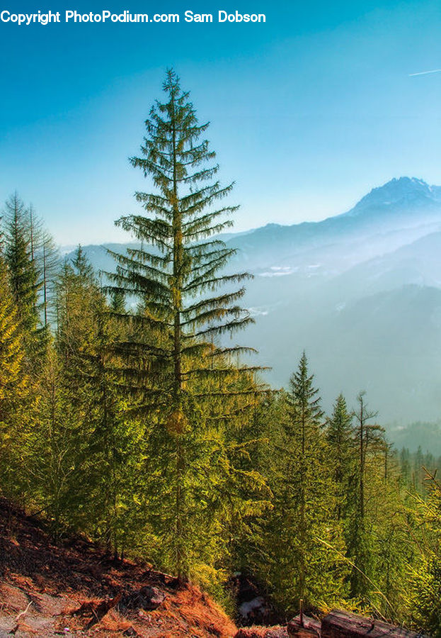Conifer, Fir, Plant, Tree, Spruce, Wood, Larch